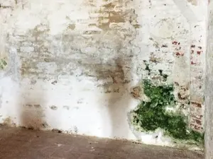 auf hoch feuchte- und salzbelasteten Kellerwand